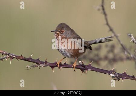 Dartford Warbler (Sylvia Undata) Stockfoto