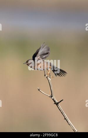 Dartford Warbler (Sylvia Undata) Stockfoto