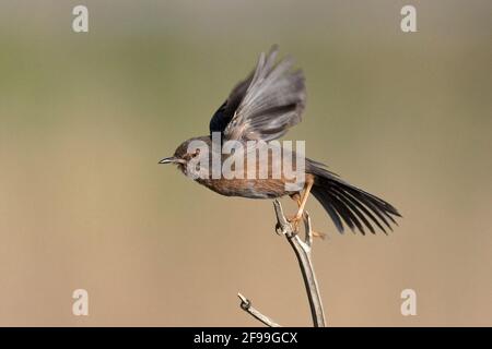 Dartford Warbler (Sylvia Undata) Stockfoto