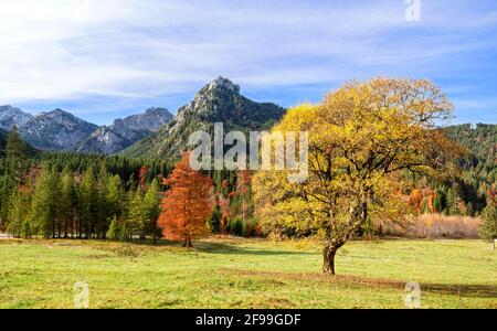 Gelb verfärbter Ahorn in einer alpinen Berglandschaft an einem sonnigen Herbsttag in der Nähe von Buching. Im Hintergrund Schönleitenschrofen und Branderschrofen. Ammergauer Alpen, Bayern, Deutschland, Europa Stockfoto