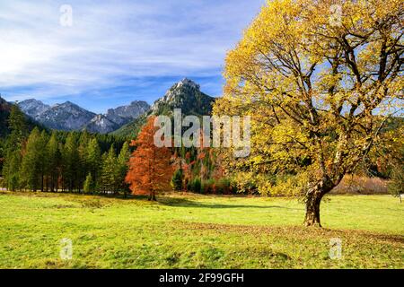 Gelb verfärbter Ahorn in einer alpinen Berglandschaft an einem sonnigen Herbsttag in der Nähe von Buching. Im Hintergrund Schönleitenschrofen und Branderschrofen. Ammergauer Alpen, Bayern, Deutschland, Europa Stockfoto