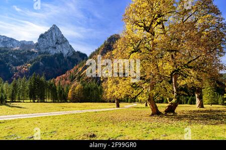 Gelber Ahorn vor einer wilden Bergkulisse (Geiselstein) an einem sonnigen Herbsttag. Ammergauer Alpen, Bayern, Deutschland, Europa Stockfoto