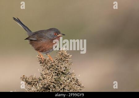 Dartford Warbler (Sylvia Undata) Stockfoto