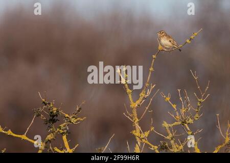 Heidelerche (Lullula Arborea) Stockfoto