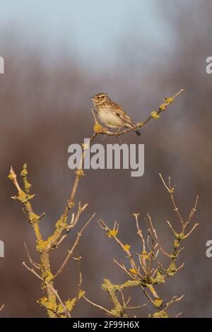 Heidelerche (Lullula Arborea) Stockfoto