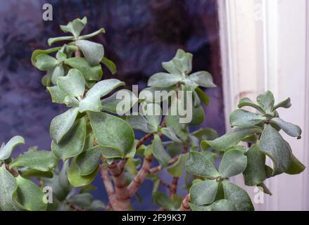 Crassula ovata - Jadepflanze Stockfoto