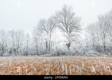 Baum bedeckt mit Schnee in der Winterlandschaft. Trockenes Wiesengras und nebliges Morgenlicht Stockfoto