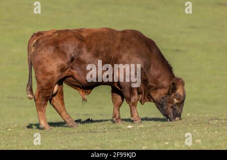 Red Ruby Devon Stier, Weide in Arne, Dorset. Stockfoto