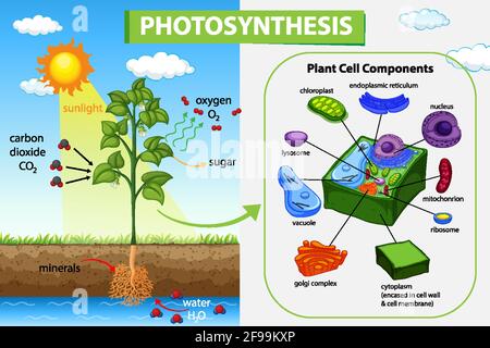 Diagramm zeigt den Prozess der Photosynthese in Pflanzendarstellung Stock Vektor
