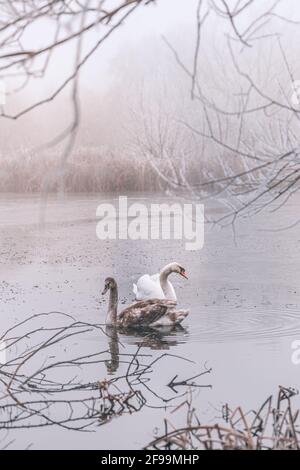 Wintersaison bei kalter Sicht Schwan und See. Schöner Schwanensee in der Winterszene Stockfoto