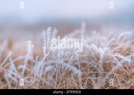 Frostiger Winter Natur abstrakte Nahaufnahme mit verschwommenem Hintergrund. Gefrorenes Winterlaub, kaltes Wetter, saisonale natürliche Nahaufnahme Wald Details Stockfoto