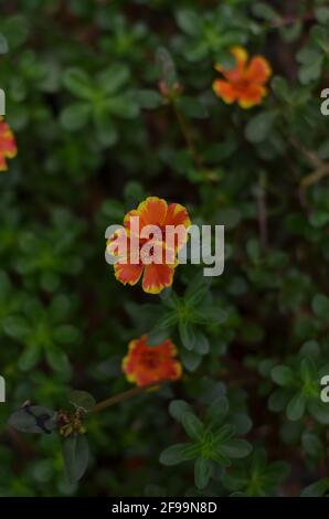 Die zweifachen orangefarbenen portulaca grandiflora-Blüten blühen. Stockfoto