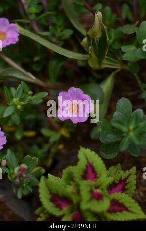 Eine hellrosa portulaca grandiflora blüht mit ihren grünen Blättern. Stockfoto