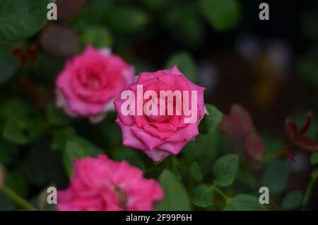 Eine sehr schöne leuchtend rosa Bengalrose. Stockfoto