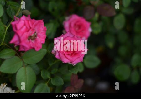 Eine sehr schöne leuchtend rosa Bengalrose. Stockfoto