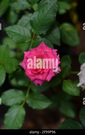Eine sehr schöne leuchtend rosa Bengalrose. Stockfoto