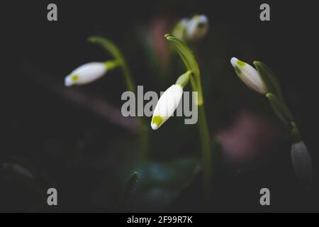 Märzenbecher, Frühlingsknotenblume, Leucojum vernum, Wald, Natur, Schwäbische Alb, Baden-Württemberg, Deutschland, Europa Stockfoto