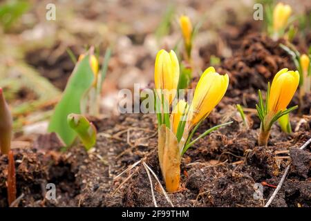 Gelbe Krokusse in einer Waldlichtung. Durch das trockene Gras sprießt neues junges Gras.erste Frühlingsblumen. Stockfoto