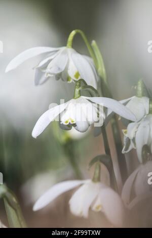 Schneeglöckchen am Waldrand Stockfoto