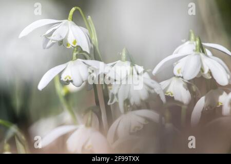 Schneeglöckchen am Waldrand Stockfoto