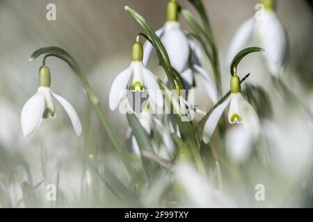 Schneeglöckchen am Waldrand Stockfoto