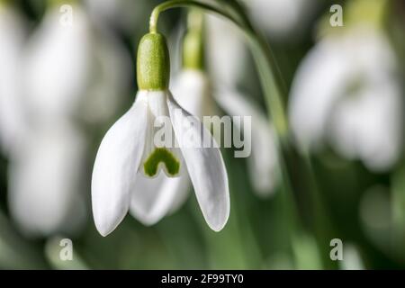 Schneeglöckchen am Waldrand Stockfoto