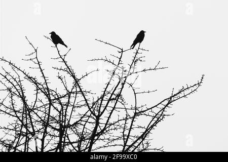 Aaskrähen (Corvus corone) auf einem Baum, Winter, Hessen, Deutschland Stockfoto