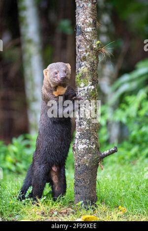 Männlich Tayra (Eira barbara) Stehen an einem Baum im atlantischen Regenwald Stockfoto