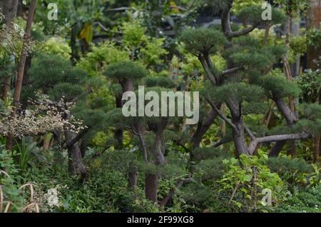 Beschnittener Kiefernwald, der zum Verkauf bereit ist. Stockfoto