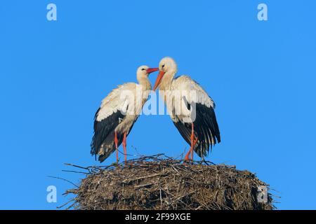 Weißstörche auf dem Nest, Februar, Hessen, Deutschland Stockfoto