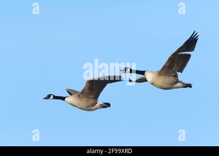 Kanadagänse (Branta canadensis), Februar, Hessen, Deutschland Stockfoto