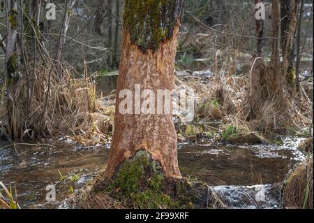 Fütterungsspuren eines Bibers auf einem Baumstamm, Februar, Spessart, Hessen, Deutschland Stockfoto