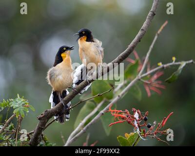 Zwei schwarze Donacobius, die auf einem Baum sitzen und sich unterhalten Einander Stockfoto