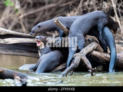 Gruppe von kämpfenden Riesenottern in Brasilien, Pantanal Stockfoto