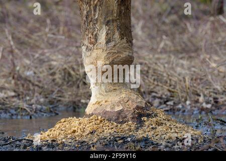 Fütterungsspuren eines Bibers auf einem Baumstamm, Februar, Spessart, Hessen, Deutschland Stockfoto