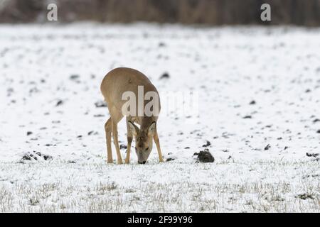 Rehe (Capreolus capreolus) fressen Gras auf einem schneebedeckten Feld, Winter, Hessen, Deutschland Stockfoto