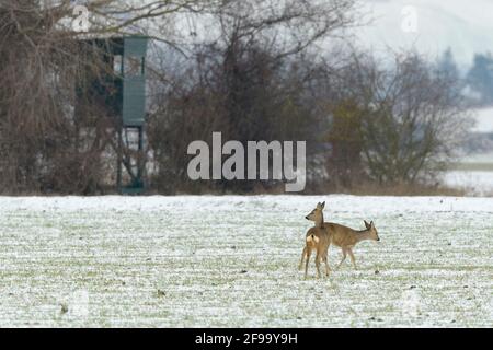 Rehe (Capreolus capreolus) auf einem schneebedeckten Feld, im Hintergrund ein hoher Sitz, Winter, Hessen, Deutschland Stockfoto