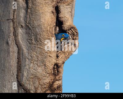 Hyazintara schaut aus einem Loch im Baum Stockfoto