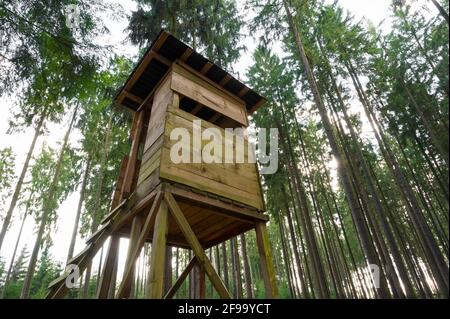 Hoher Sitz im Fichtenwald, Spessart, Hessen, Deutschland Stockfoto