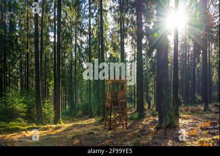 Hoher Sitz im Fichtenwald, Spessart, Hessen, Deutschland Stockfoto