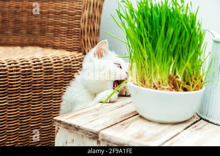 Weißes britisches Kätzchen frisst grünes Gras. Inneneinrichtung. Stockfoto