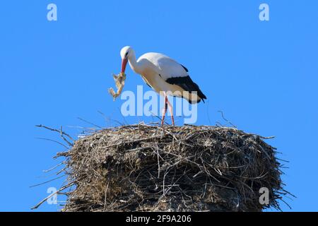 Weißstorch mit Plastikresten als Nistmaterial auf dem Nest, Frühjahr, Hessen, Deutschland Stockfoto