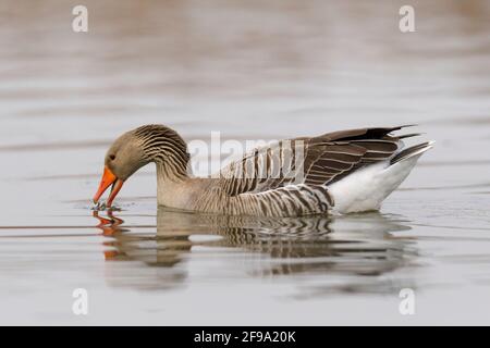 Graugans (Anser anser) auf der Nahrungssuche in einem Teich, Frühling, Hessen, Deutschland Stockfoto