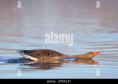 Graugans (Anser anser) schwimmt in einem Teich, Frühling, Hessen, Deutschland Stockfoto