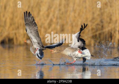 Territoriale Streitigkeiten zwischen Graugänsen (Anser anser) in einem Teich, Frühling, Hessen, Deutschland Stockfoto