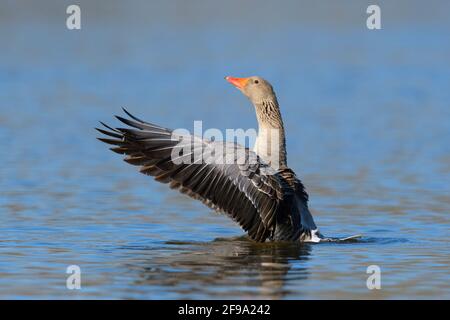 Graugans (Anser anser) in einem Teich, der seine Flügel flatternd, Frühling, Hessen, Deutschland Stockfoto