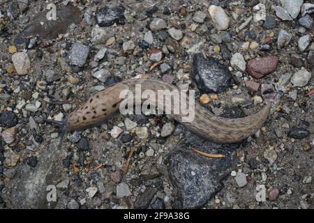 Nahaufnahme einer braunen Schnecke, die als Baumzweig getarnt ist Auf dem Boden herumgleiten Stockfoto