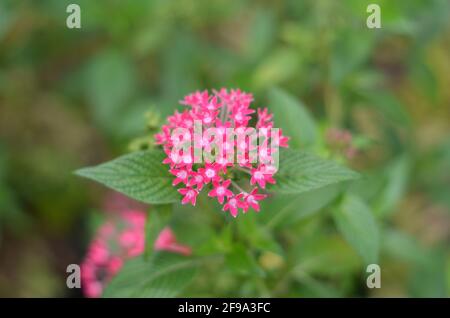 Pentas Lanceolata Blüten blühen. Stockfoto