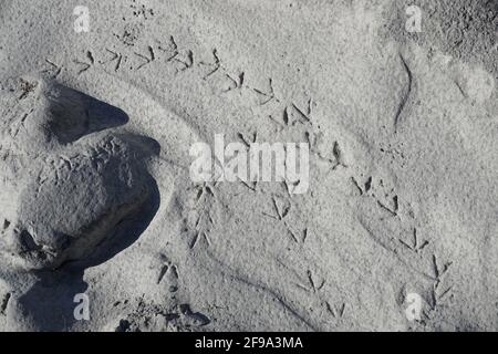 Nahaufnahme von winzigen Vogelabdrücken im schlammigen Sand Stockfoto