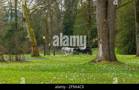 Deutschland, Baden-Württemberg, Baden-Baden, Kutsche mit Touristen, Krokuswiese in der Lichtentaler Allee. Stockfoto